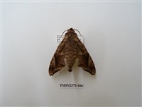 藏品(全緣缺角天蛾)的圖片